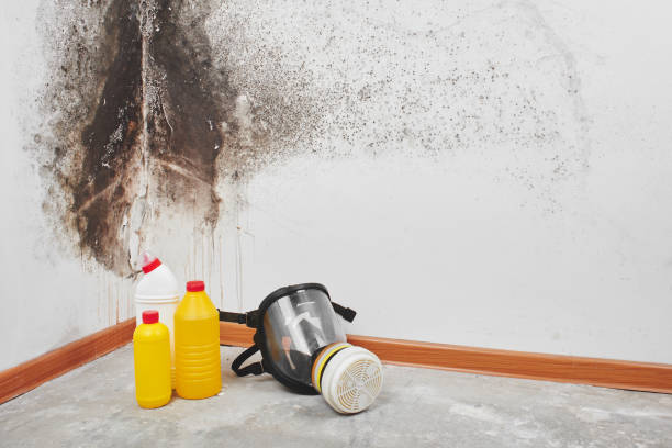 Best Home Mold Removal  in Bonadelle Ranchos, CA