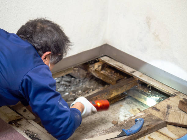 Best Residential Mold Removal  in Bonadelle Ranchos, CA
