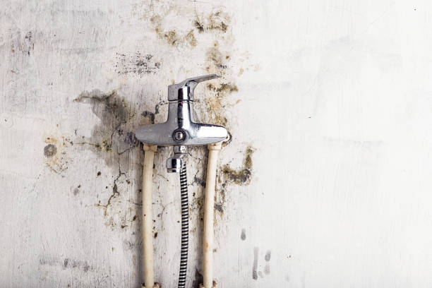 Best Mold Damage Repair  in Bonadelle Ranchos, CA