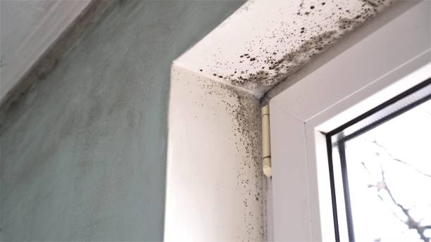 Best Mold Remediation Services  in Bonadelle Ranchos, CA