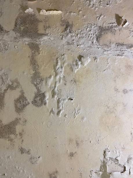Best Mold Remediation  in Bonadelle Ranchos, CA