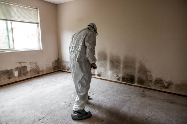 Best Professional Mold Removal  in Bonadelle Ranchos, CA