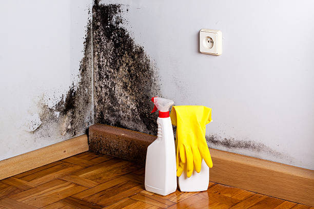 Trusted Bonadelle Ranchos, CA Mold Removal Experts