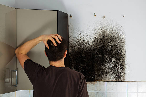 Best Residential Mold Removal  in Bonadelle Ranchos, CA