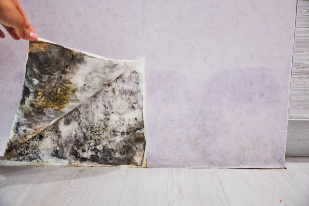 Best Attic Mold Removal  in Bonadelle Ranchos, CA